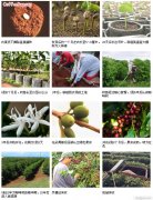 咖啡豆的栽培过程:播种与采收教程