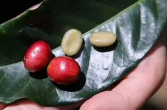 南美洲手冲咖啡豆推荐 玻利维亚咖啡豆烘焙程度风味特色口感
