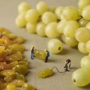 葡萄干处理法是什么？双重发酵蜜处理与普通蜜处理有什么区别？