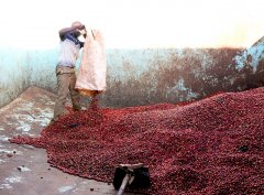 肯尼亚PB珍珠圆豆是什么等级？锡卡产区蜂蜜合作社风味一次讲清