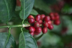 薇薇特南果茵杰特庄园水洗豆风味如何？和艾茵赫特庄园有什么区别？