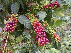 危地马拉艾茵赫特庄园Nativo日晒咖啡风味如何？七年COE冠军实力解析