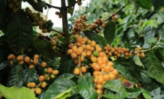 巴西黄波旁咖啡为什么被称为Amarillo？风味特点与日晒处理一次讲清