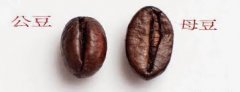 咖啡公豆母豆有什么区别？图解圆豆Peaberry成因与风味真相
