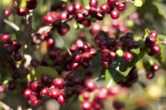 巴拿马波奎特邓肯庄园白蜜咖啡风味如何？Kotowa旗下SCAP限量版解析