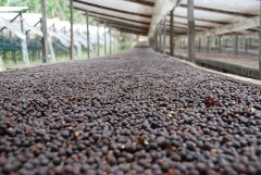 哥伦比亚娜玲珑产区圣文森农场咖啡风味如何？卡杜拉水洗豆特点解析