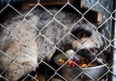 猫屎咖啡是什么味道？云南麝香猫咖啡与印尼猫屎咖啡区别在哪