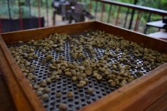 探索咖啡豆名字的秘密与分类:如何区分咖啡豆的品质