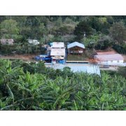 哥斯达黎加唐梅奥庄园蜜处理咖啡风味如何？塔拉珠SHB豆介绍