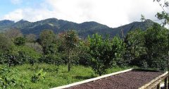 巴拿马巴鲁火山丘比特是什么豆？瑰夏只占30%的水洗咖啡好喝吗？