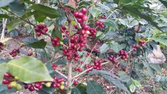 尼加拉瓜山茶花庄园咖啡豆怎么样？水洗卡杜拉风味与产区全解析