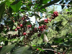 安提瓜美蒂娜庄园咖啡豆怎么样？百年水洗庄园风味与认证解析