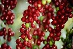 红酒处理法是什么？哥伦比亚云层庄园雷米苏丹与winey日晒有何区别