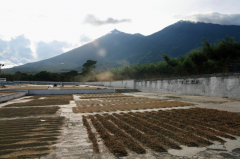 危地马拉卡佩提洛庄园咖啡有什么特别？140年火山土壤黄色波旁日晒风味解析