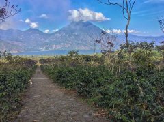 危地马拉圣湖庄园咖啡豆怎么样？阿蒂特兰湖产区铁皮卡风味与获奖历史