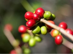 危地马拉SHB是什么等级？云香庄园La Ruda新东方产区风味介绍