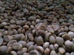 曼特宁蓝眼是什么？苏门答腊托巴湖林东产区风味与名字由来