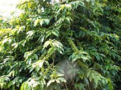 巴西稀有咖啡豆Acaia是什么品种？和波旁、蒙多诺沃有啥关系？