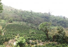 哥斯达黎加西部谷地莎拉卡庄园，微风处理厂日晒薇拉莎奇风味有何特别？