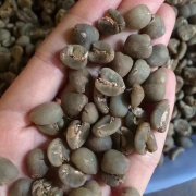 为什么咖啡豆要挑瑕疵豆？虫蛀豆、酸酵豆、黑豆图解与生豆挑选技巧
