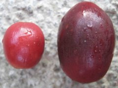 尼加拉瓜蜜处理咖啡豆推荐：橙果庄园Maragogype黑蜜处理风味如何？