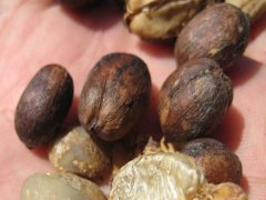 尼加拉瓜水之睛庄园不沾水日晒Marsellesa玛莎耶萨是什么品种？风味与处理法解析