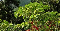 危地马拉极硬豆为何被称为温和咖啡佼佼者？火山土与接枝庄园的答案