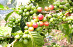 卢旺达咖啡豆适合什么烘焙度？手冲、虹吸壶、法压壶怎么选？
