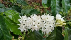 耶加雪菲咖啡特点口感 耶加雪菲Yirgacheffe独特明显的水果甜酸