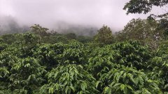 哥斯达黎加挂耳咖啡怎么冲泡？拉米尼塔风味与手冲步骤一次讲清