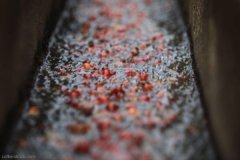 危地马拉花神咖啡是什么味道？拉米尼塔庄园安提瓜豆风味与产区解析