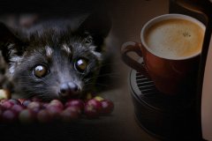 猫屎咖啡为什么好喝？麝香猫体内自然发酵法的风味秘密