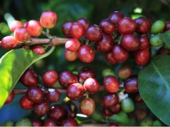 蓝山咖啡豆适合怎么喝？多少钱一斤？一文看懂牙买加蓝山