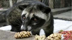 猫屎咖啡是什么味道？越南猫屎咖啡和云南保山麝香猫咖啡有什么区别？
