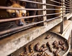 猫屎咖啡是怎么来的？实拍麝香猫生产过程与最贵咖啡豆真相