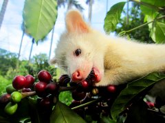 猫屎咖啡豆是什么品种？麝香猫咖啡风味、价格与阿拉比卡罗布斯塔区别