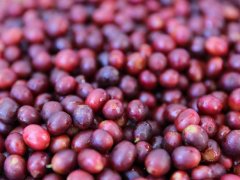 哥斯达黎加咖啡只能手冲？冰滴哥斯达黎加葡萄蜜处理咖啡豆做法与风味实测