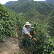 危地马拉圣伊西德罗庄园波旁咖啡豆风味如何？火山灰土壤种出的细致柔和