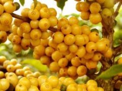 萨尔瓦多-圣约克(San・Joaquin)庄园的咖啡豆该怎么烘焙