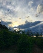 巴西神木庄园黄波本为什么能多次拿下COE？有机经营与日晒风味解析