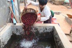 曼特宁是品种还是产区名字？林东曼特宁咖啡风味与口感一次讲清