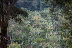 尼加拉瓜安晶咖啡庄园怎么样？台湾人自营的中美洲咖啡农场有何特色？