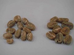 迦佑山曼特宁和黄金曼特宁PWN有什么区别？一文看懂两种曼特宁的辨别方式