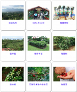 哥斯达黎加咖啡豆从种植到包装怎么走？波阿斯火山 Doka 庄园参观全记录