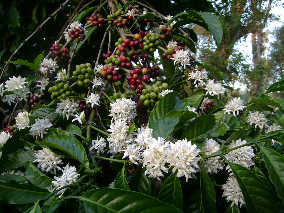 coffee flower