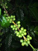 埃塞俄比亚详细咖啡产区介绍 90+传奇咖啡豆古吉产区风味怎么样