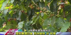 【中国云南咖啡】1公斤1.3万!探密云南“雨林咖啡”