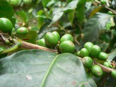 印度最大连锁咖啡Cafe Coffee Day凭什么稳坐一哥？和星巴克有什么不同