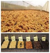 单品咖啡和拼配咖啡有什么区别？一次看懂产地标示与烘焙度分级