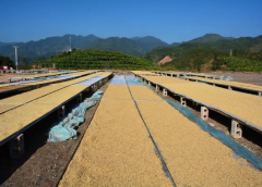 苏门答腊亚齐湿刨法曼特宁风味如何？黑糖花香与草本柑橘一次讲清